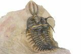 Short-Fork Walliserops Hammi Trilobite - Foum Zguid, Morocco #316431-5